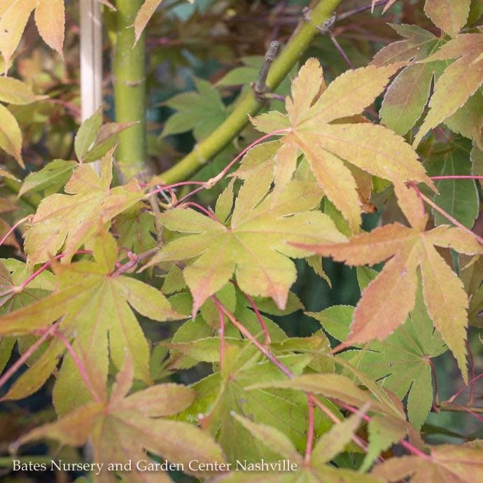 #15 BOX Acer Pal Osakazuki AKAME/ Green Upright Japanese Maple 4 #15 BOX Acer Pal Osakazuki AKAME/ Green Upright Japanese Maple - Image 2