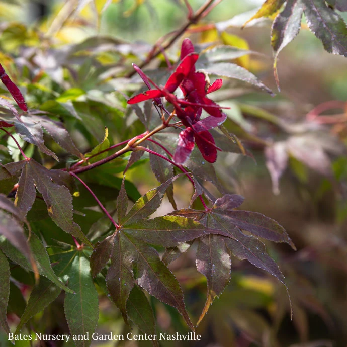 #15 BOX Acer Pal Osakazuki AKAME/ Green Upright Japanese Maple 3 #15 BOX Acer Pal Osakazuki AKAME/ Green Upright Japanese Maple