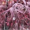 #15 BOX Acer Pal Pung Kil/ Red Upright Threadleaf Japanese Maple -ANZ Trees Shop 15 box acer pal pung kil red upright threadleaf ja