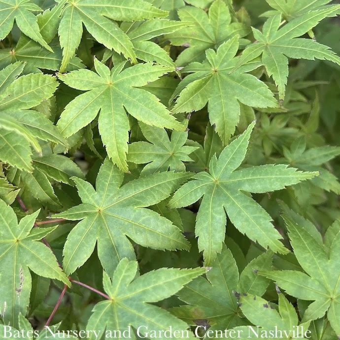 #15 BOX Acer Pal Shindeshojo/ Upright Green Japanese Maple 4 #15 BOX Acer Pal Shindeshojo/ Upright Green Japanese Maple - Image 2