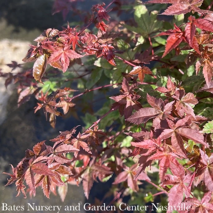 #15 BOX Acer Pal Shindeshojo/ Upright Green Japanese Maple 5 #15 BOX Acer Pal Shindeshojo/ Upright Green Japanese Maple - Image 3