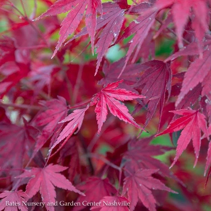 #15 BOX Acer Pal Tobiosho/ Green Upright Japanese Maple 4 #15 BOX Acer Pal Tobiosho/ Green Upright Japanese Maple - Image 2