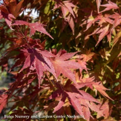 #15 BOX Acer Pal Tobiosho/ Green Upright Japanese Maple 7 #15 BOX Acer Pal Tobiosho/ Green Upright Japanese Maple -ANZ Trees Shop 15 box acer pal tobiosho green upright japanese ma 2