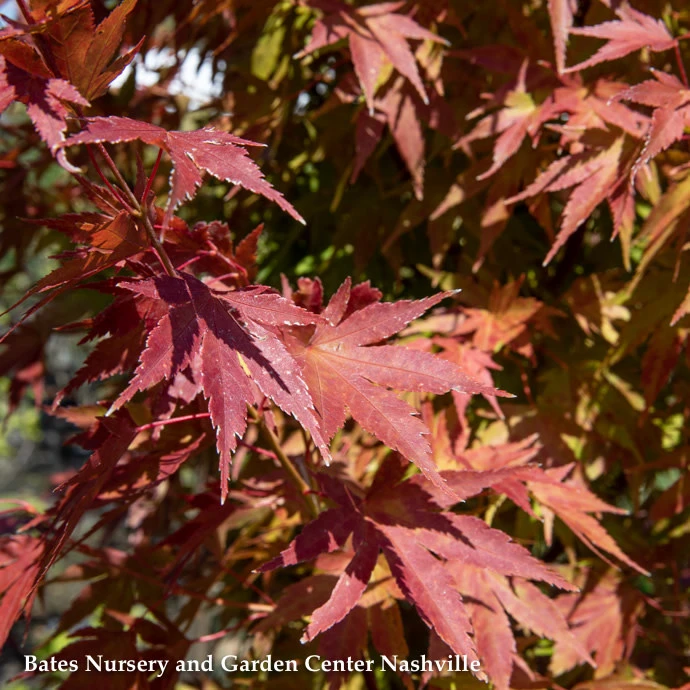 #15 BOX Acer Pal Tobiosho/ Green Upright Japanese Maple 5 #15 BOX Acer Pal Tobiosho/ Green Upright Japanese Maple - Image 3