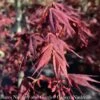 #15 BOX Acer Pal Tsukushi Gata/ Red Upright Japanese Maple -ANZ Trees Shop 15 box acer pal tsukushi gata red upright japanese