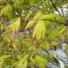 #15 BOX Acer Pal Tsuma Gaki/Japanese Maple Green (Red Tips) Upright