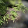 #15 BOX Acer Pal Var Diss Seiryu/ Green Upright Laceleaf Japanese Maple -ANZ Trees Shop 15 box acer pal var diss seiryu green upright lace