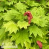 #15 BOX Acer Shir Aureum/ Golden Fullmoon Maple -ANZ Trees Shop 15 box acer shir aureum golden fullmoon maple