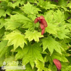 #15 BOX Acer Shir Aureum/ Golden Fullmoon Maple