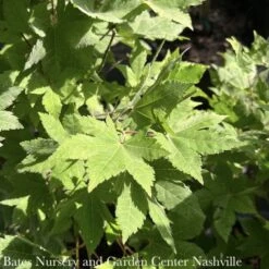 #15 BOX Acer Sieb Kinugasa Yama/ Siebold's Maple