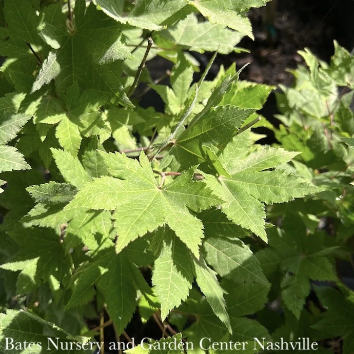 #15 BOX Acer Sieb Kinugasa Yama/ Siebold's Maple 3 #15 BOX Acer Sieb Kinugasa Yama/ Siebold's Maple