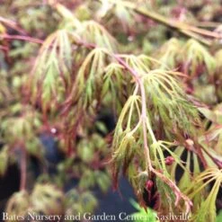 #15 BOX Acer X Pse Ice Dragon/ Cascading Maple -ANZ Trees Shop 15 box acer x pse ice dragon cascading maple 2