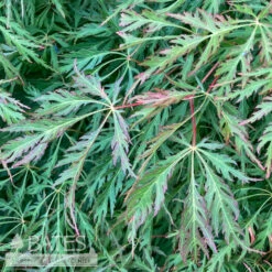 #15 BOX Acer X Pse Ice Dragon/ Cascading Maple -ANZ Trees Shop 15 box acer x pse ice dragon cascading maple 3