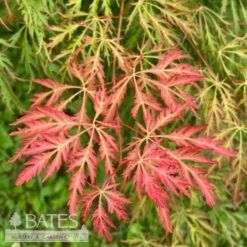 #15 BOX Acer X Pse Ice Dragon/ Cascading Maple -ANZ Trees Shop 15 box acer x pse ice dragon cascading maple 4