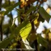 #15 Carpinus Caroliniana/ American Hornbeam Native (TN) -ANZ Trees Shop 15 carpinus caroliniana american hornbeam native t