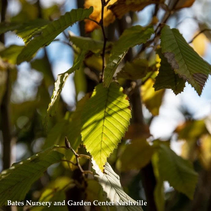 #15 Carpinus Caroliniana/ American Hornbeam Native (TN) 3 #15 Carpinus Caroliniana/ American Hornbeam Native (TN)