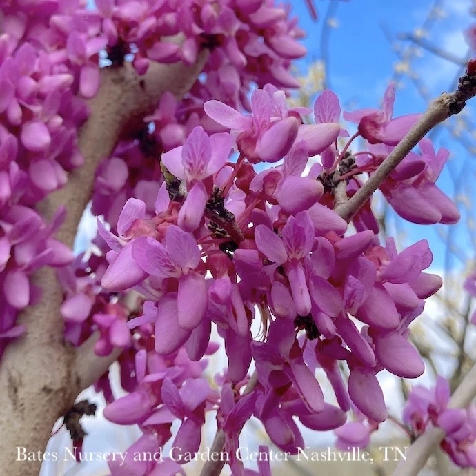 #15 Cercis Chinensis Bubble Gum/ Chinese Redbud 4 #15 Cercis Chinensis Bubble Gum/ Chinese Redbud - Image 2