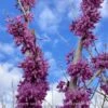 #15 Cercis Chinensis Bubble Gum/ Chinese Redbud 1 #15 Cercis Chinensis Bubble Gum/ Chinese Redbud -ANZ Trees Shop 15 cercis chinensis bubble gum chinese redbud
