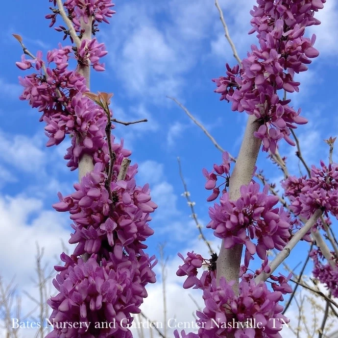 #15 Cercis Chinensis Bubble Gum/ Chinese Redbud 3 #15 Cercis Chinensis Bubble Gum/ Chinese Redbud
