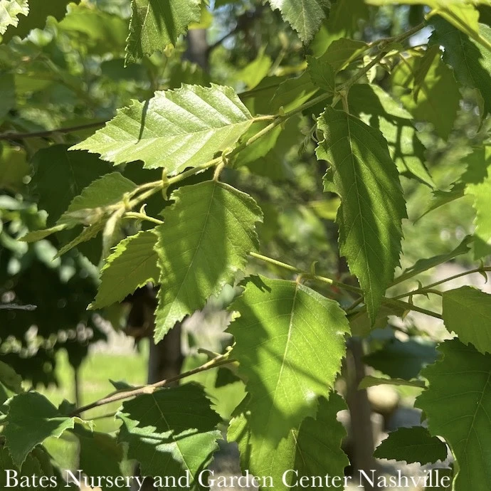 #15 CLUMP Betula Nigra Dura Heat/ River Birch Native (TN) 4 #15 CLUMP Betula Nigra Dura Heat/ River Birch Native (TN) - Image 2