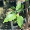#15 CLUMP Betula Nigra Dura Heat/ River Birch Native (TN) 2 #15 CLUMP Betula Nigra Dura Heat/ River Birch Native (TN) -ANZ Trees Shop 15 clump betula nigra dura heat river birch native