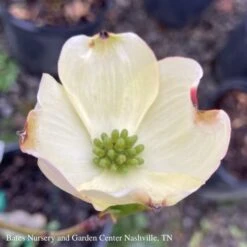 #15 Cornus Florida SUPER Princess/ Flowering White Dogwood Native (TN)