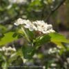 #15 Crataegus Vir Winter King/ Green Hawthorn Native (TN) 1 #15 Crataegus Vir Winter King/ Green Hawthorn Native (TN) -ANZ Trees Shop 15 crataegus vir winter king green hawthorn native