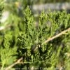 #15 Juniperus Virg Canaertii/ Upright Eastern Red Cedar Native (TN) -ANZ Trees Shop 15 juniperus virg canaertii upright eastern red ce