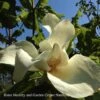 #15 Magnolia Ashei/Deciduous Bigleaf White Ashe's -ANZ Trees Shop 15 magnolia ashei deciduous bigleaf white ashes