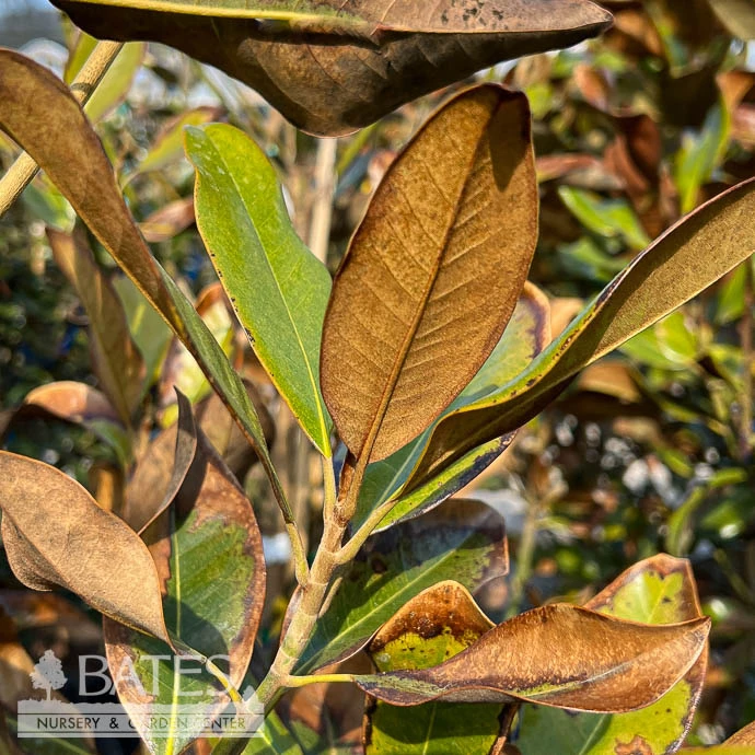 #15 Magnolia Grand Claudia Wannamaker/ Southern Native (TN) 3 #15 Magnolia Grand Claudia Wannamaker/ Southern Native (TN)