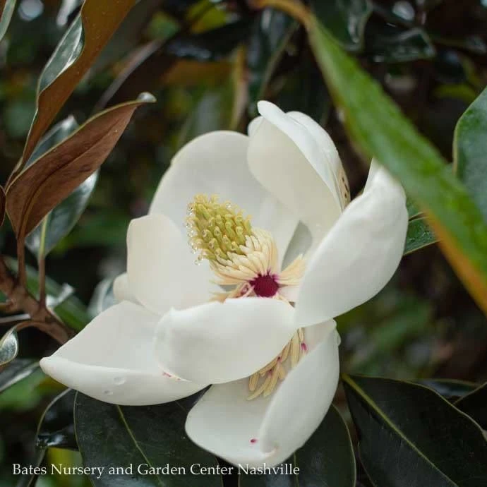 #15 Magnolia Grand Little Gem/ Dwarf Southern Native (TN) 2 #15 Magnolia Grand Little Gem/ Dwarf Southern Native (TN)