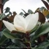 #15 Magnolia Grand Teddy Bear/ Dwarf Southern Native (TN) 2 #15 Magnolia Grand Teddy Bear/ Dwarf Southern Native (TN) -ANZ Trees Shop 15 magnolia grand teddy bear dwarf southern native