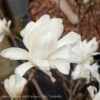 #15 Magnolia Stellata Royal Star/ Deciduous White -ANZ Trees Shop 15 magnolia stellata royal star deciduous white