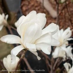 #15 Magnolia Stellata Royal Star/ Deciduous White