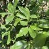 #15 Magnolia Virginiana/ SINGLE Deciduous Sweetbay Native (TN) -ANZ Trees Shop 15 magnolia virginiana single deciduous sweetbay n