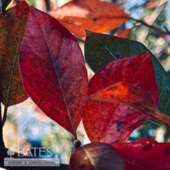 #15 Nyssa Syl Green Gable/ Black Gum Tupelo Native (TN)