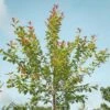 #15 Nyssa Syl Wildfire/ Black Gum Tupelo Native (TN) 1 #15 Nyssa Syl Wildfire/ Black Gum Tupelo Native (TN) -ANZ Trees Shop 15 nyssa syl wildfire black gum tupelo native tn