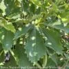 #15 Quercus Bicolor/ Swamp White Oak Native (TN) -ANZ Trees Shop 15 quercus bicolor swamp white oak native tn