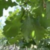 #15 Quercus Macrocarpa/ Bur Oak Native (TN) 2 #15 Quercus Macrocarpa/ Bur Oak Native (TN) -ANZ Trees Shop 15 quercus macrocarpa bur oak native tn