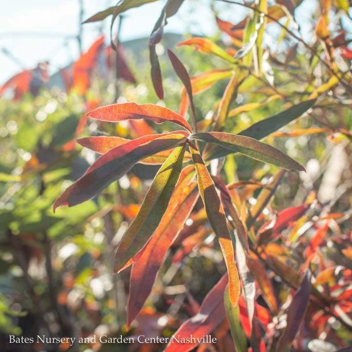 #15 Quercus Phellos/ Willow Oak Native (TN) 3 #15 Quercus Phellos/ Willow Oak Native (TN)