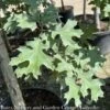 #15 Quercus Shumardii/ Shumard Red Oak Native (TN) 2 #15 Quercus Shumardii/ Shumard Red Oak Native (TN) -ANZ Trees Shop 15 quercus shumardii shumard red oak native tn