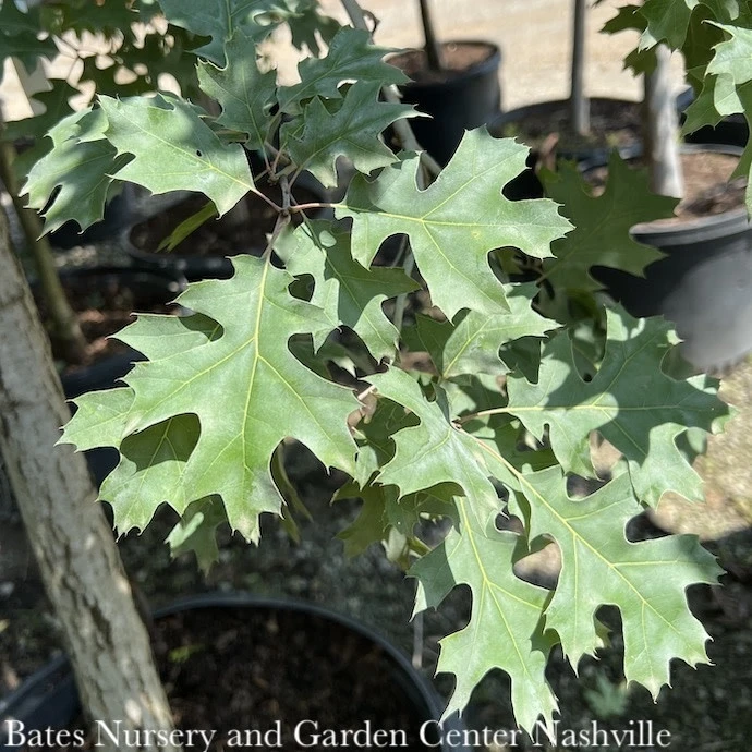 #15 Quercus Shumardii/ Shumard Red Oak Native (TN) 3 #15 Quercus Shumardii/ Shumard Red Oak Native (TN)