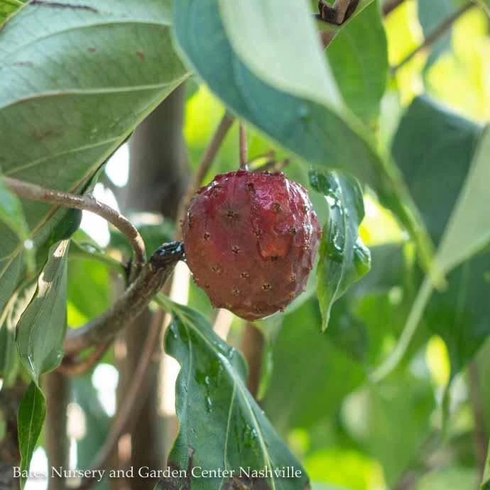 #15 SINGLE Cornus Kousa/ White Flowering Chinese Dogwood 4 #15 SINGLE Cornus Kousa/ White Flowering Chinese Dogwood - Image 2