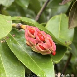 #15 SINGLE Magnolia Virg Moonglow/ Semi-Evergreen Sweetbay Native (TN) -ANZ Trees Shop 15 single magnolia virg moonglow semi evergreen sw 2