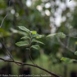 #15 Ulmus Amer Princeton/ American Elm Native (TN)
