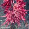 #2 Acer Pal Var Dissectum Velvet Viking/ Dwarf Weeping Red Japanese Maple -ANZ Trees Shop 2 acer pal var dissectum velvet viking dwarf weepi
