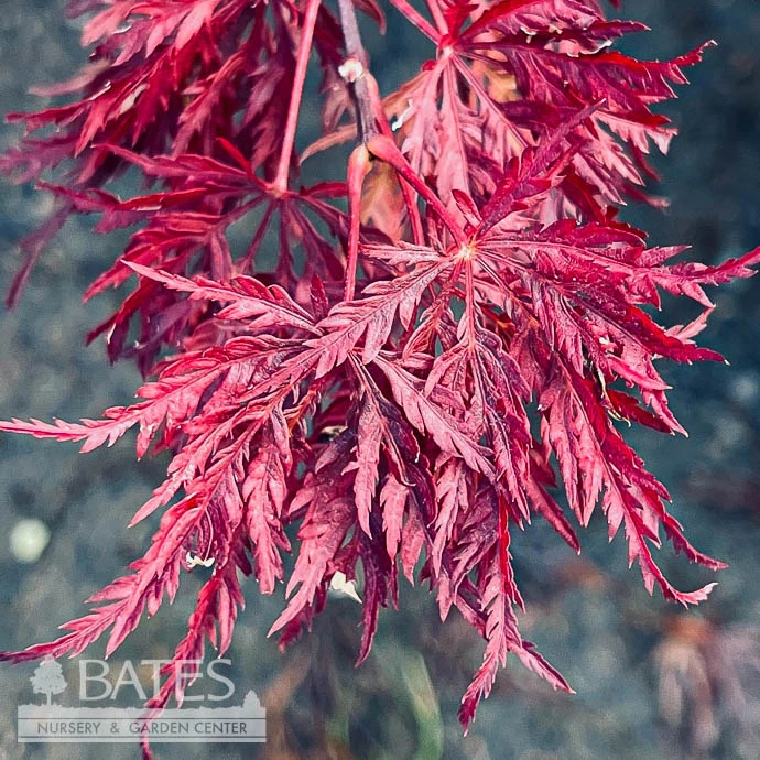 #2 Acer Pal Var Dissectum Velvet Viking/ Dwarf Weeping Red Japanese Maple 3 #2 Acer Pal Var Dissectum Velvet Viking/ Dwarf Weeping Red Japanese Maple