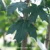 2" Acer Sacc Green Mountain/ Sugar Maple Female Native (TN) -ANZ Trees Shop 2 acer sacc green mountain sugar maple female nati