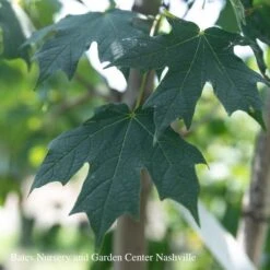 2" Acer Sacc Green Mountain/ Sugar Maple Female Native (TN)