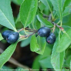 #2 Aronia Melano PW Ground Hug/ Dwarf Black Chokeberry Native (TN) 7 #2 Aronia Melano PW Ground Hug/ Dwarf Black Chokeberry Native (TN) -ANZ Trees Shop 2 aronia melano pw ground hug dwarf black chokeber 2